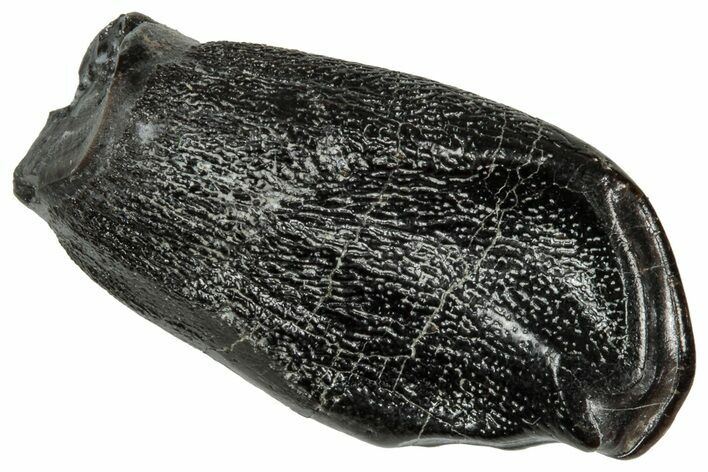 Juvenile Fossil Sauropod (Camarasaurus) Tooth - Utah #356961